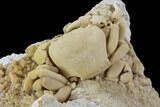 Fossil Crab (Potamon) Preserved in Travertine - Turkey #106460-5